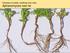 Diseases of seeds, seedlings and roots: Aphanomyces root rot
