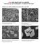 EMS MICROSCOPY ACADEMY BIOLOGICAL SEM WORKSHOP: A COMPLETE PICTURE