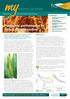 technical brief Fungicide performance in wheat disease control Previous In this issue
