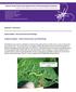 Kansas State University Department of Entomology Newsletter
