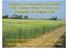 Progress in Development and MAS of FHB Resistant Wheat Cultivars and Germplasm at Virginia Tech