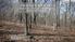 Oak to Cut or Not to Cut? Regenerating Oak/Hickory Woodlands in Southwestern Wisconsin