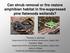 Can shrub removal or fire restore amphibian habitat in fire-suppressed pine flatwoods wetlands?