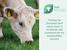 Uniting the European beef value chain to accelerate and communicate our sustainability journey