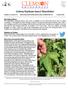 Cotton/Soybean Insect Newsletter