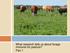 What research tells us about forage mixtures for pasture? Part 1