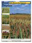 Grain Sorghum Missouri Crop Performance