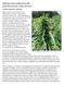 Edible Hemp Foliar Sampling Project 2018 Judson Reid and Lindsey Pashow; Harvest NY Cornell Cooperative Extension