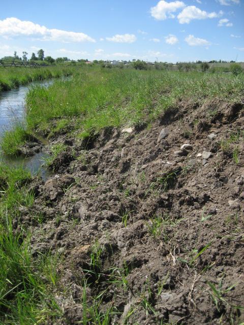 Exposed soil where cattle cross the Kohrs-Manning Ditch in Stuart Annex Field.