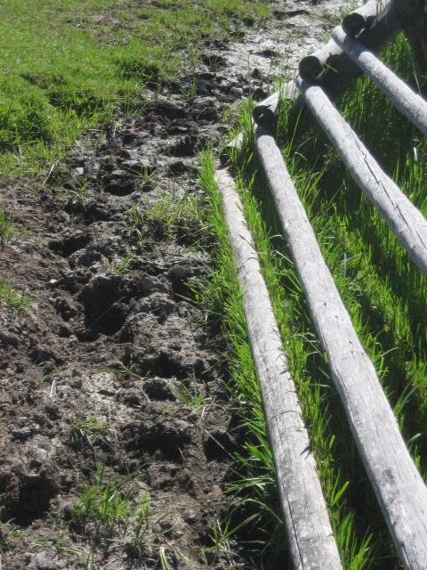 reduce the probability that future trampling along the fences reaches the water table, and muddy conditions, excessive soil compaction, and loss of vegetation will be reduced. Photo 21.