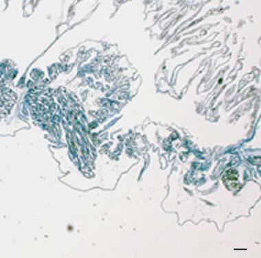 6c), and were scattered in the connective tissue lining the tunic (Fig. 6d), expressed CiTNFα-like mrna.