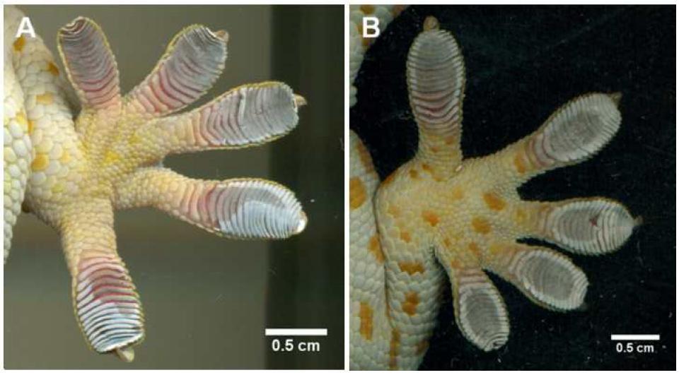 Figure 5.4. Tokay gecko (Gekko gecko) active and passive toe pad drying patterns. Appearance of toe pads at 15min post-soak in non-stepping (A) and stepping (B) groups.