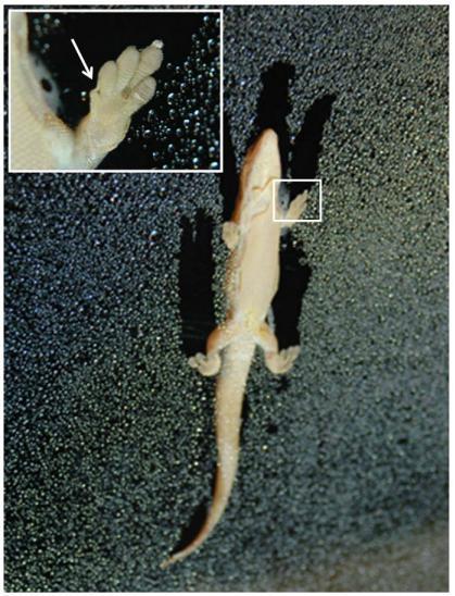 until relative humidity surpasses 80% (Peattie et al., 2007; Huber et al., 2008; Prowse et al., 2011). Figure 2.1. A gecko (Phelsuma dubia) slides down a substrate misted with water in the shear direction.