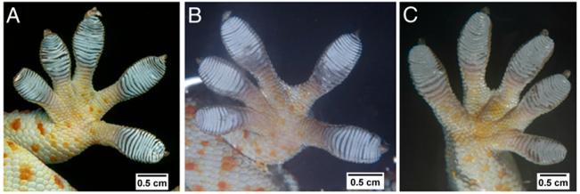 To further investigate case 1 and case 4 we imaged the gecko foot contacting glass and the OTS-SAM coated surfaces under water after the gecko took four steps, similar to experimental trials (Figure