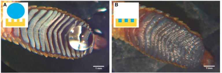 Figure 4.1. A gecko s toe in the Cassie-Baxter wetting state, in which the water droplet is clearly suspended above the adhesive toe pad and easily rolls off the toe at low angles (A).