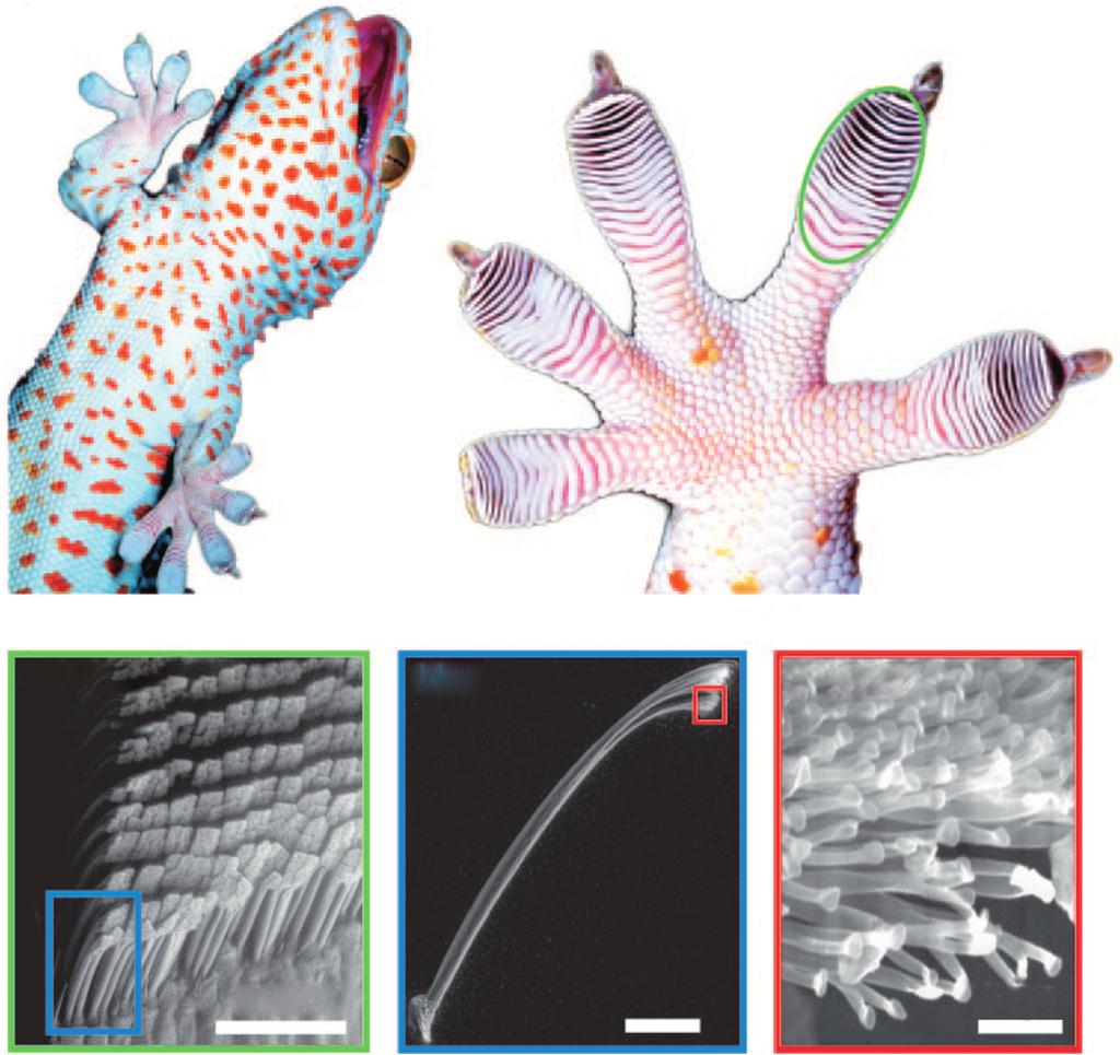 2 1 Gecko-Inspired Nanomaterials (a) (b) Adhesive Lamellae (c) (d) Arrays of Setae (e) Seta 75 μm Figure 1.1 Illustration of the hierarchical nature of the gecko adhesive system.