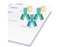secondary antibodies Blocking buffer
