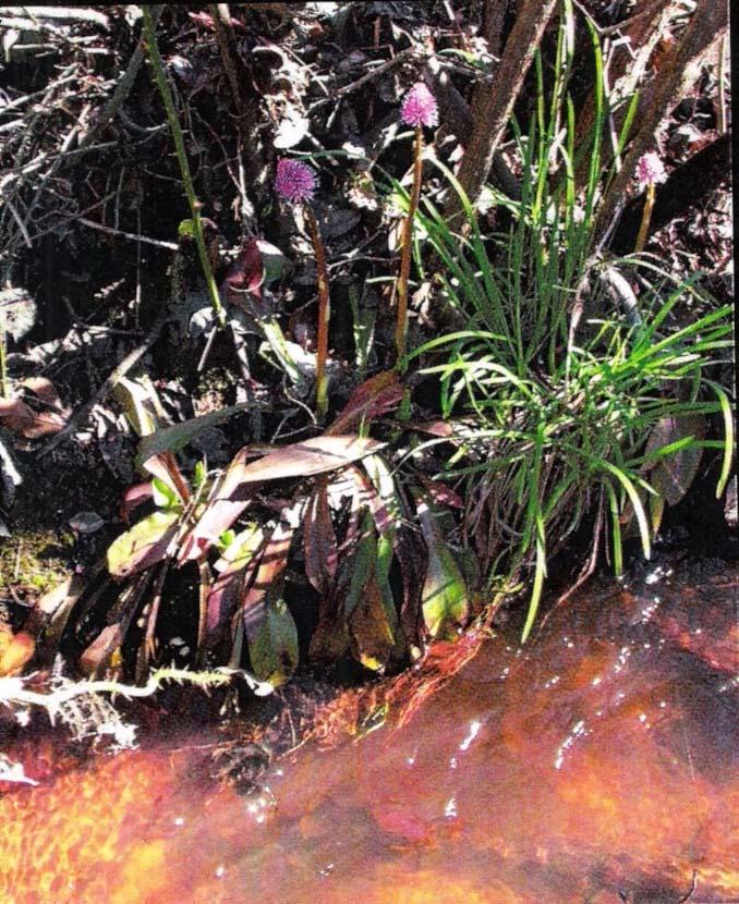 Intrinsic or natural threats: Swamp pink is threatened by limited genetic variability due to its mostly asexual reproduction, limited seed dispersal and survival rates, a slow rate of growth, limited