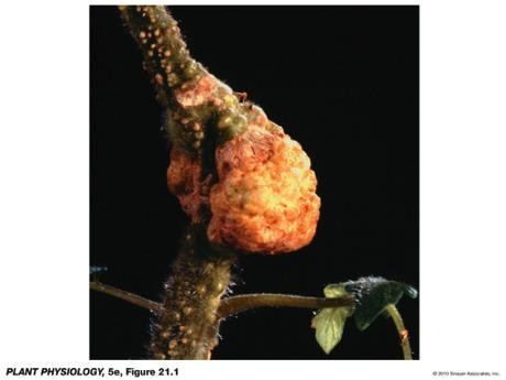 Agrobacterium Taiz and Zeiger (2010), 5 th ed., Fig. 21.1 tomato infected with Agrobacterium http://www.bio.davidson.
