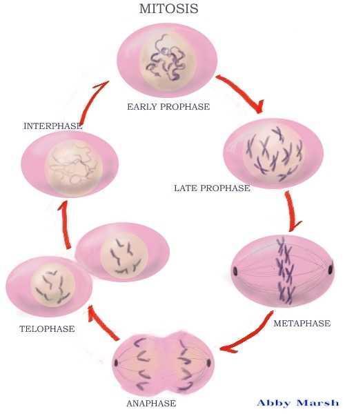 Stages of Mitosis Interphase S-Phase (Synthesis)