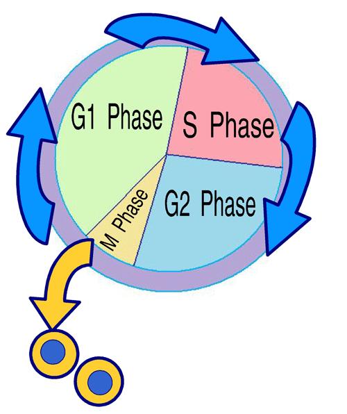 Interphase During interphase: There are 3 stages (G1, S-phase, and G2) The G stands for Gap and