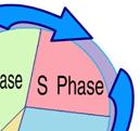 S-Phase During S-Phase: DNA is being duplicated (doubled).