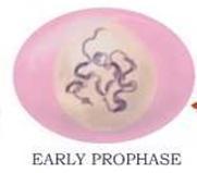 Prophase During prophase: Chromatin condenses and