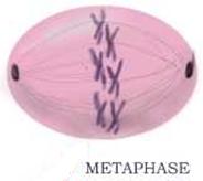 Metaphase During metaphase: Chromosomes are aligned in the