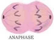 Anaphase During anaphase: Chromosomes are broken at the center (centromere).