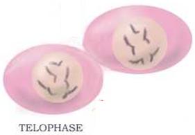 Telophase During telophase: The pinch becomes a clear separation.