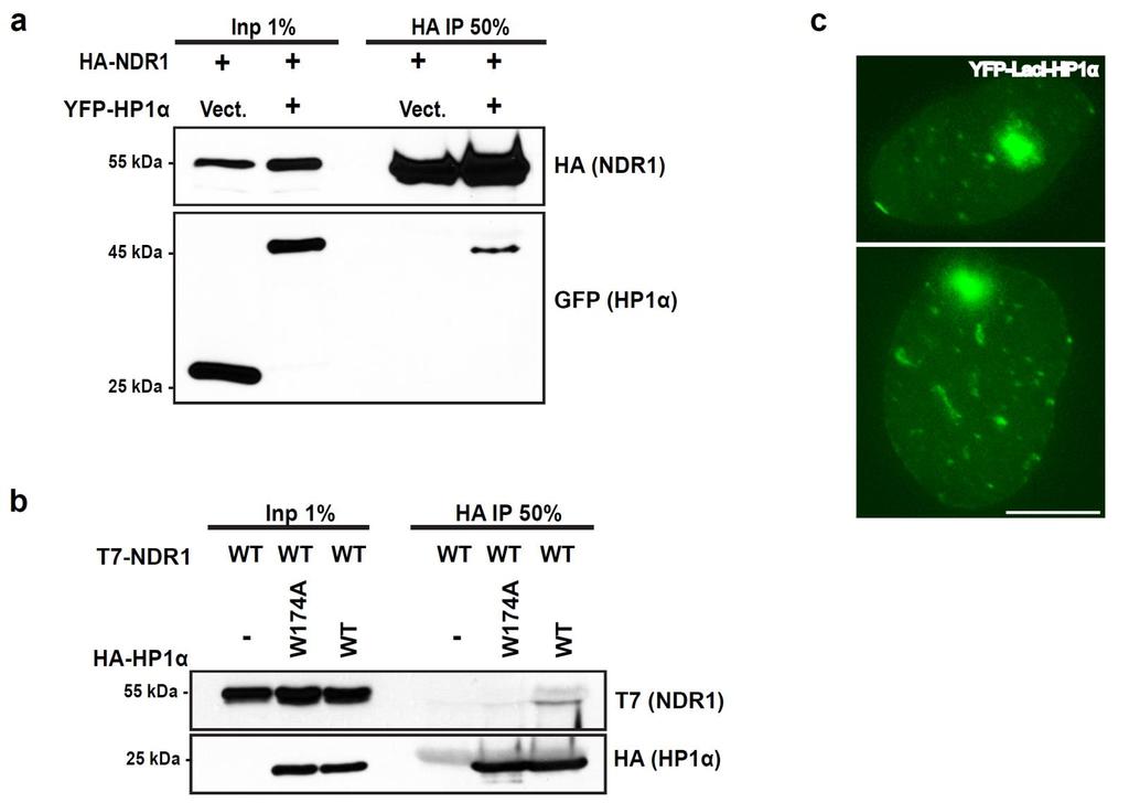 SUPPLEMENTARY INFORMATION Dynamic Phosphorylation of HP1 Regulates Mitotic Progression in Human Cells Supplementary Figures Supplementary Figure 1. NDR1 interacts with HP1.