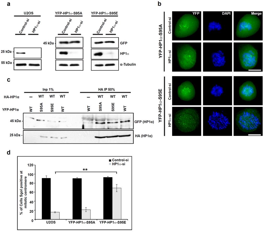 Supplementary Figure 5. Hinge-specific phosphorylation of HP1 facilitates HP1 and Sgo1 binding to mitotic centromeres.