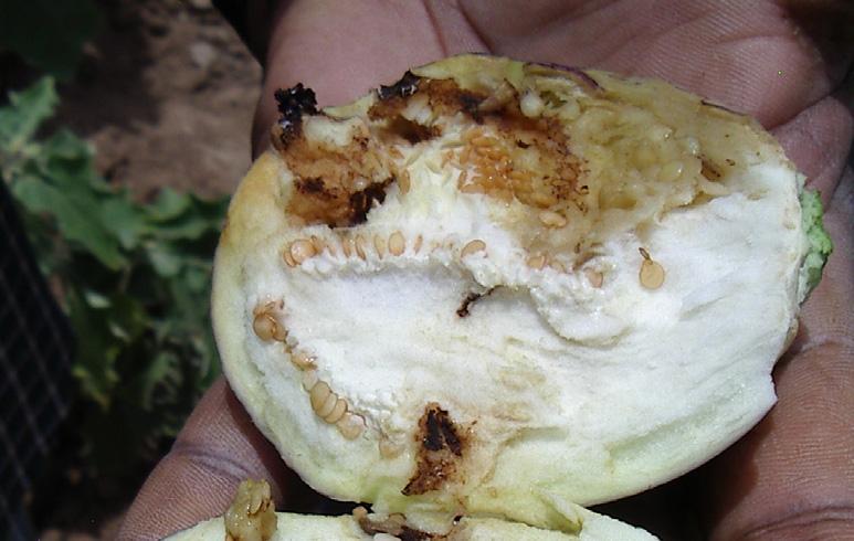 The Eggplant Fruit and Shoot Borer (FSB) The eggplant fruit and shoot borer (FSB) is the most destructive insect pest for eggplant in South and South East Asia.