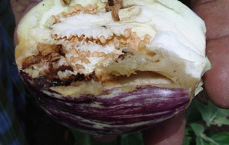 Damage from the FSB starts at the nursery stage and continues until harvest. An FSB larva that has bored into the shoot of an eggplant, thus causing the plant to whither.
