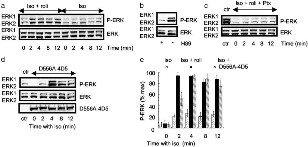 Fig. 3. 2 AR-mediated activation of ERK in HEK 293 cells. These analyses were all done on HEK 293 cells overexpressing the 2 AR. Each experiment was done three times.