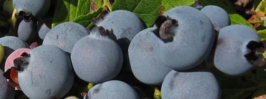 Wild Blueberry Production Guide... in a Context of Sustainable Development 1. Survey of the Wild Blueberry Industry in BACKGROUND Around the world, blueberries are increasingly popular with consumers.