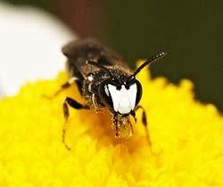 Introduced Native Honey bee Leaf cutter bee Carpenter bee Butterflies Wasps Flies Birds