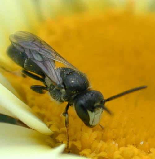 Hylaeus species (Colletidae) yellow face bee 60
