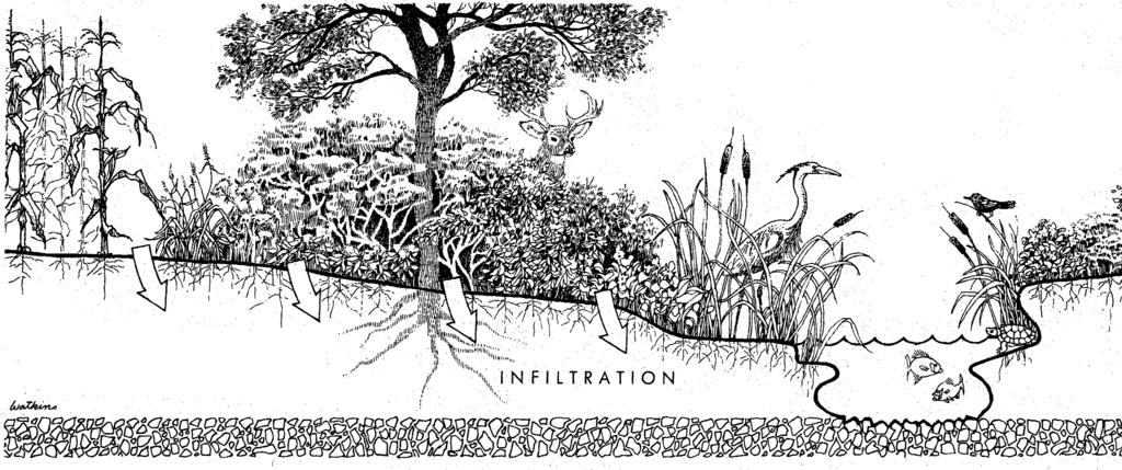 Concepts in the Habitat Assessment Infiltration This diagram shows a healthy vegetated buffer in the riparian zone.