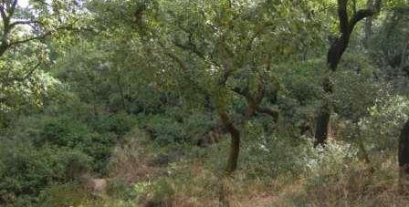 associated with Quercus suber (Cork oak)