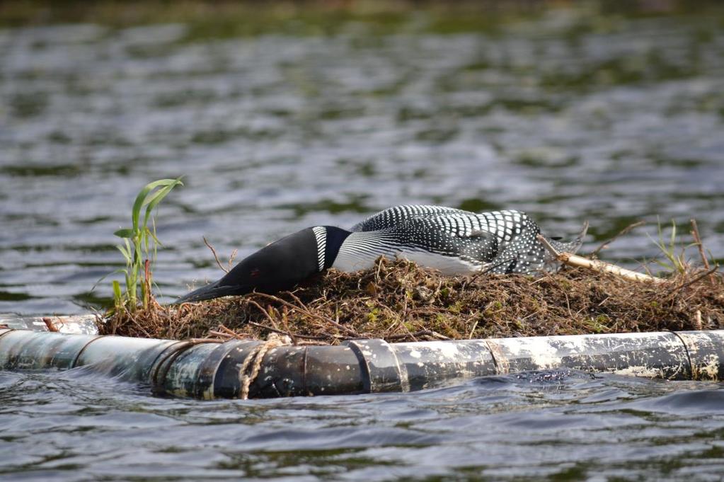 Iron County Loon Project Practicum in Loon and Lake Ecology and Management Final Report 15 Background For the more than years, the Wisconsin Department of Natural Resources (WDNR) Bureau of