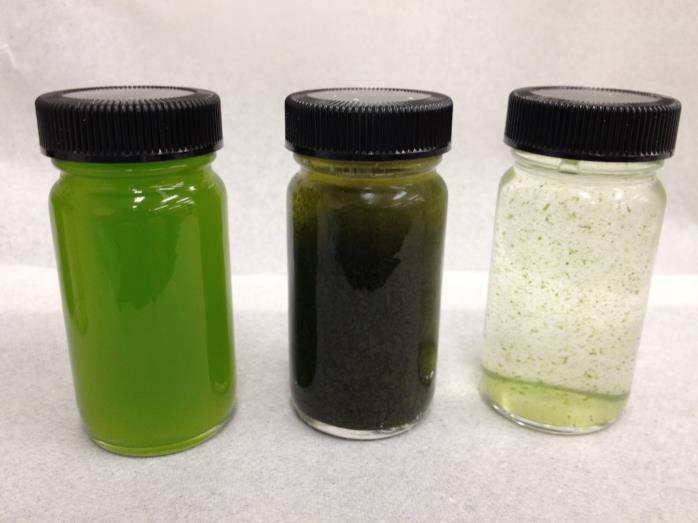 Algae Harvesting using Sedimentation d p, ρ p, N p d f, ρ