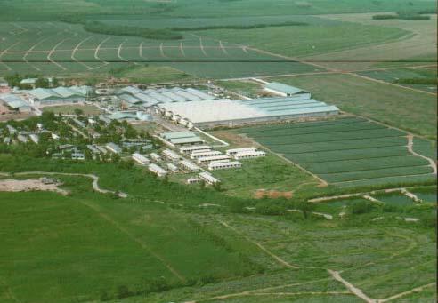 1. Introduction and Company Profile Pineapple Factory Factory : 10 Ha Located in the middle of our plantation Facilities : 1.
