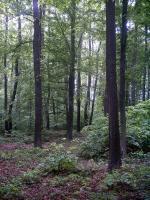 The loess-oak forests (Quercus robur) below 200 meters above sea level are a special relic forests with nature conservation priority of which only a few acres preserve the marginal lowland vegetation