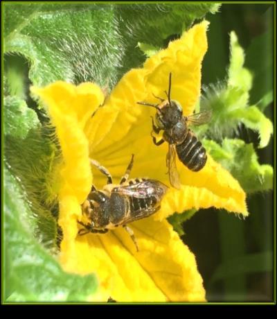 pollen & nectar, lay