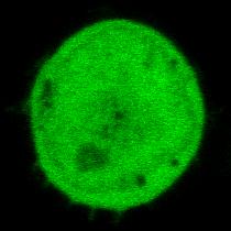 vacuoles Transfection of two