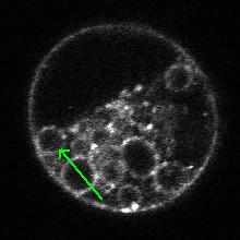 through a representative vacuole that is bounded by cytoplasm on both sides