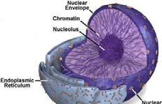 Cell Nucleus The cell nucleus is usually near the center of the cell; it contains the majority of the genetic material in a cell.