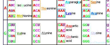 Genetic Code The genetic code dictates nucleic acid structure and function.