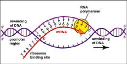 3) Messenger RNA (mrna) messenger RNA is the blueprint necessary for protein production.